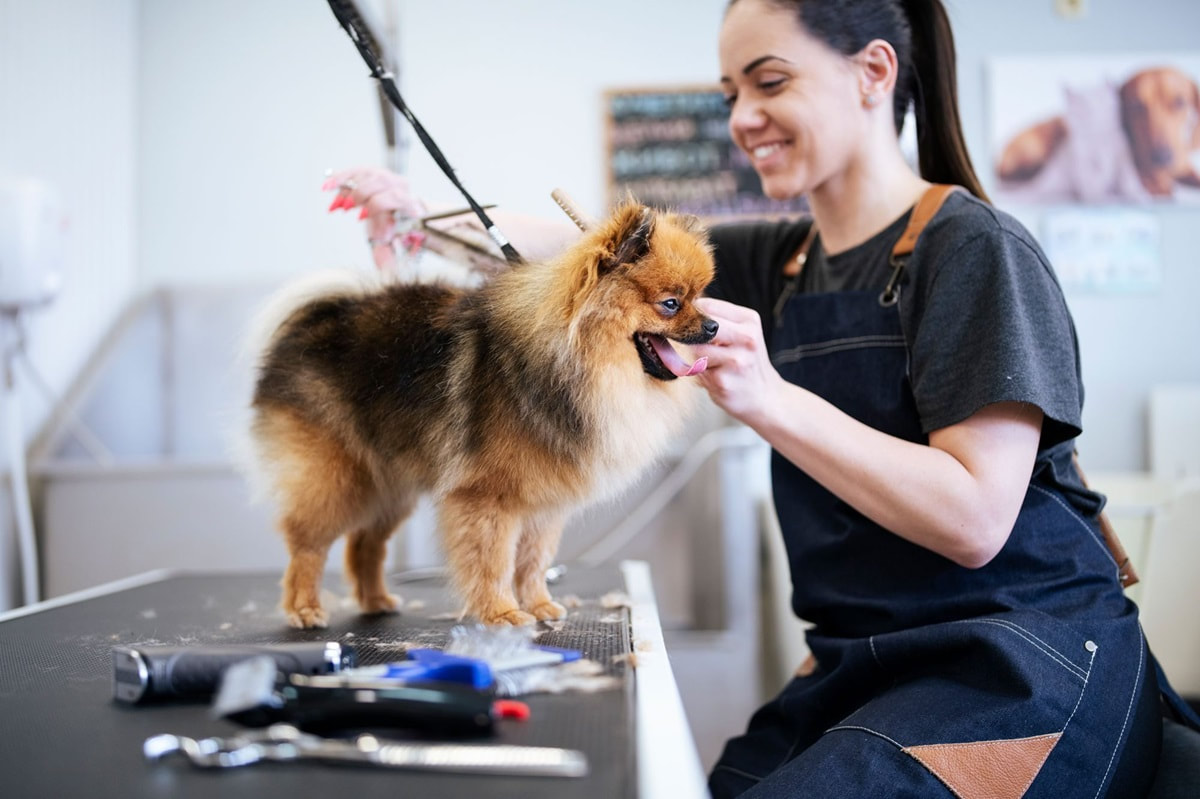 A dog getting groomed on a grooming table by a woman