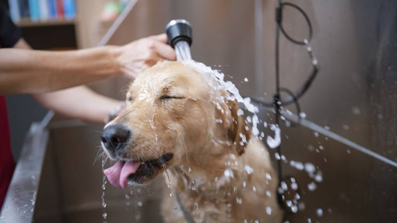 Dog getting a shower in a grooming bath tub